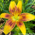 Tiny Nugget Hardy Lily | Lilium Asiatic Online