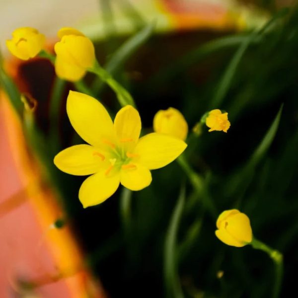 Bulbs - Rain Lily | Zephyranthes - Mixed For Sale