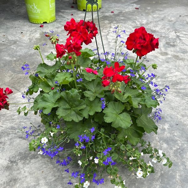 Geranium Geraniums on Sale