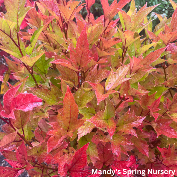 American Cranberry Bush | Viburnum trilobum Sale