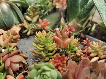 Pre-Made Succulent Garden Supply