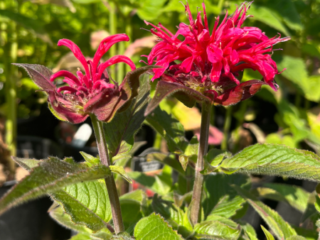 Cherry Pops Bee Balm | Monarda Hot on Sale