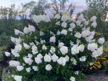 Strawberry Sundae Hydrangea | Hydrangea paniculata Fashion