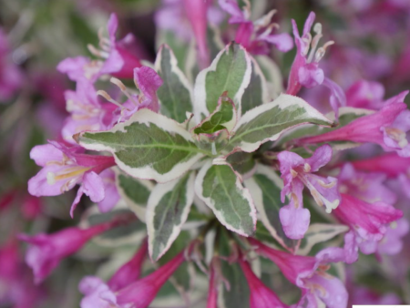 My Monet Purple Effect® Weigela | Weigela florida For Sale