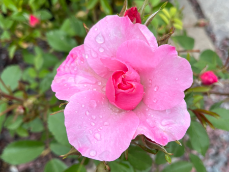 John Davis Rose | Rosa Online Sale