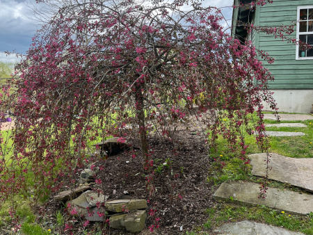 Weeping Ruby Tears Crabapple | Malus  Bailears  For Discount