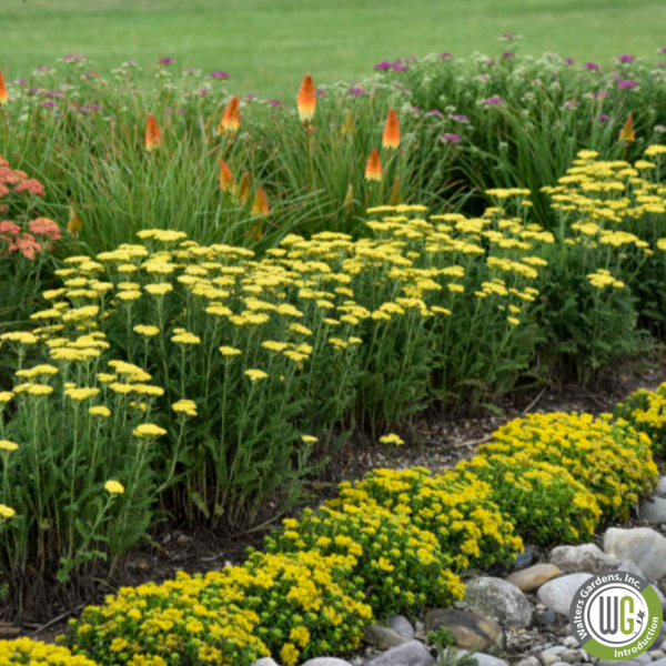 Firefly Sunshine  Yarrow | Achillea  Firefly Sunshine  For Cheap