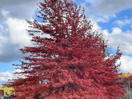 Northern Pin Oak | Quercus ellipsoidalis Online