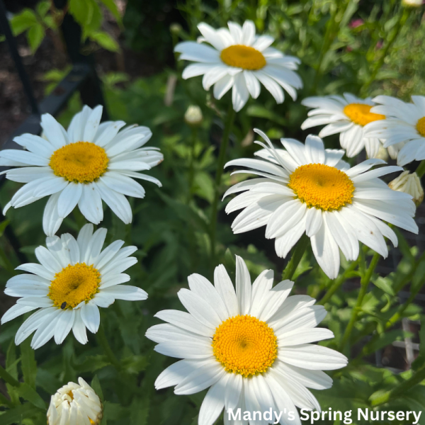 Snowcap Shasta Daisy | Leucanthemum  Snowcap  Sale