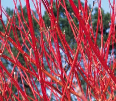 Bare Root Cardinal Red Osier Dogwood | Cornus sericea Online Sale