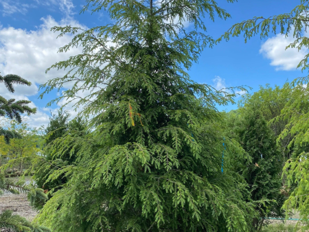 Hemlock | Tsuga canadensis Online Hot Sale