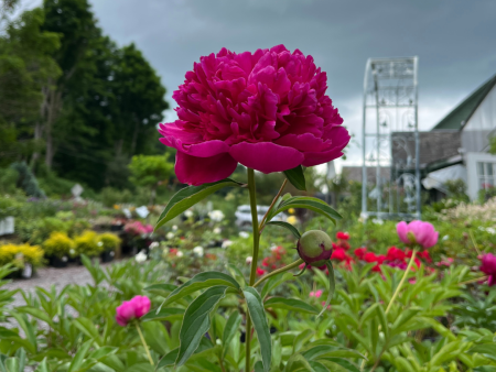 Felix Crousse Peony | Paeonia Cheap