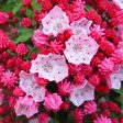 Nathan Hale  Mountain Laurel | Kalmia Latifolia Cheap