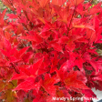 American Cranberry Bush | Viburnum trilobum Sale