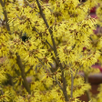 Arnold Promise  Witch Hazel | Hamamelis x intermedia Fashion