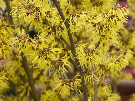 Arnold Promise  Witch Hazel | Hamamelis x intermedia Fashion