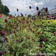 Little Angel Burnet | Sanguisorba officinalis Hot on Sale