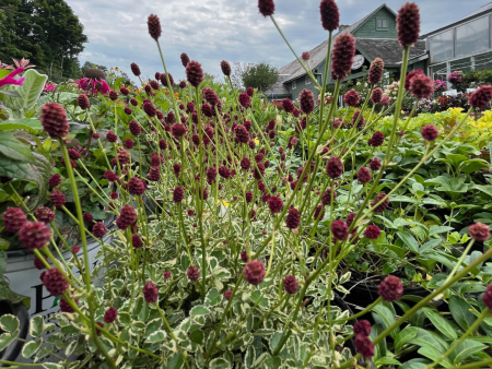 Little Angel Burnet | Sanguisorba officinalis Hot on Sale