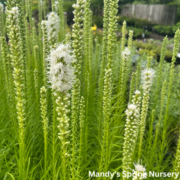 Bulb - Floristan White Gayfeather | Liatris spicata Online Hot Sale