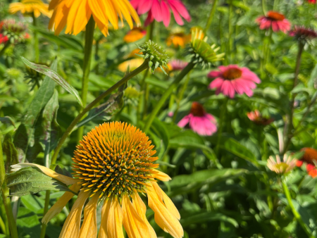 Cheyenne Spirit  Coneflower | Echinacea  Cheyenne Spirit  For Sale