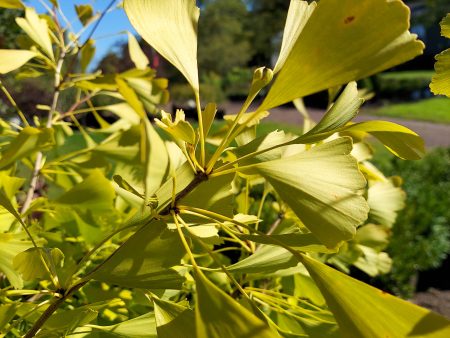 Autumn Gold Ginkgo | Ginkgo biloba  Autumn Gold  Supply