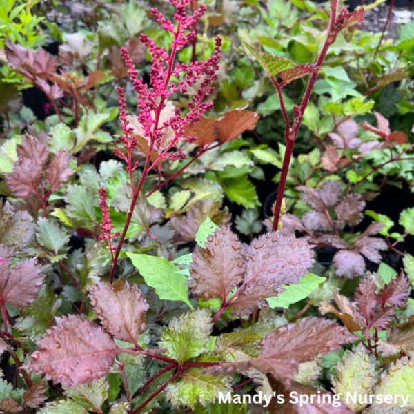 Mighty Chocolate Cherry Astilbe | Astilbe chinensis Online Sale