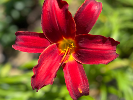 Indian Love Call Daylily | Hemerocallis Discount