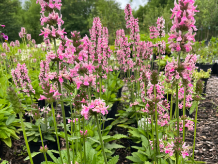 Pink Cotton Candy  Lamb s Ear Betony | Stachys officinalis For Sale