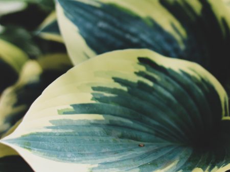 Fire & Ice Hosta Online Hot Sale