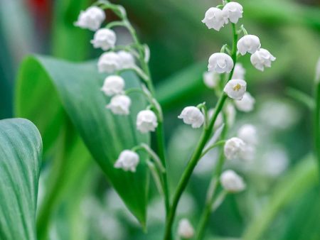 Lily of the Valley - Convallaria majalis | 4 roots For Sale