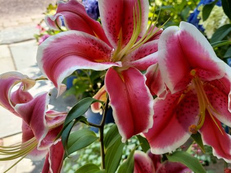 Bulbs - Stargazer Oriental Lily Supply