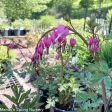 Bleeding Heart | Dicentra spectabilis Online