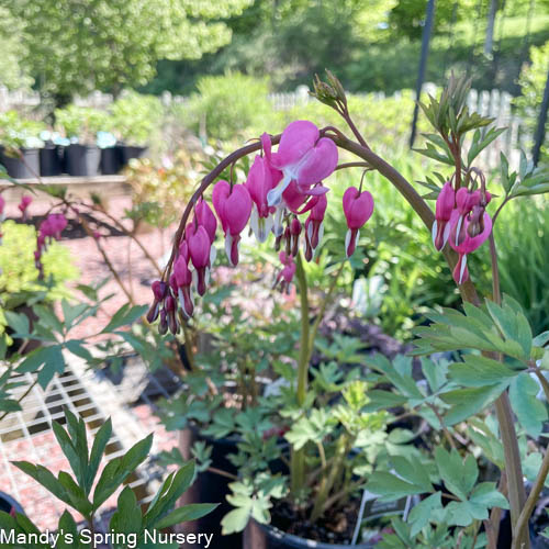 Bleeding Heart | Dicentra spectabilis Online