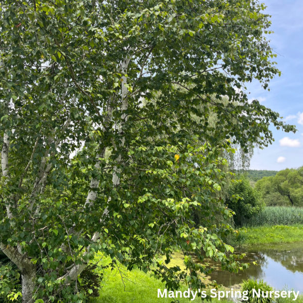 Paper Birch Birch | Betula papyrifera  Paper Birch  For Sale