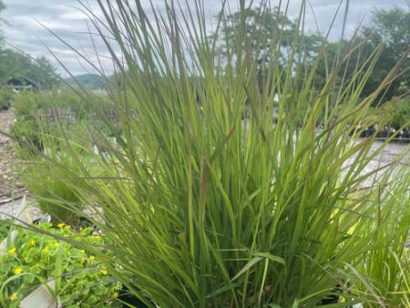 Twilight Zone Grass | Schizachyrium scoparium  Twilight Zone  Online