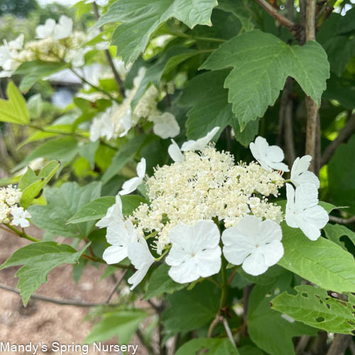 American Cranberry Bush | Viburnum trilobum Sale