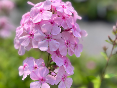 Thai Pink Jade Garden Phlox | Phlox Paniculata Supply