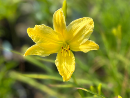 Hyperion Daylily | Hemerocallis Sale