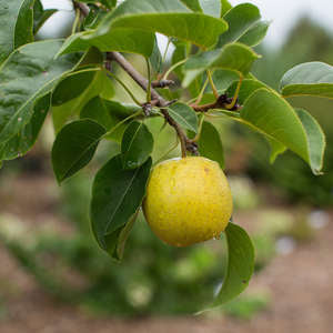 Bare Root - Tawara Asian Pear | Pyrus  Tawara Oriental  Online