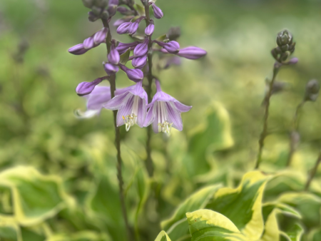 Wrinkle in Time Hosta | Hosta  Wrinkle in Time  Online now