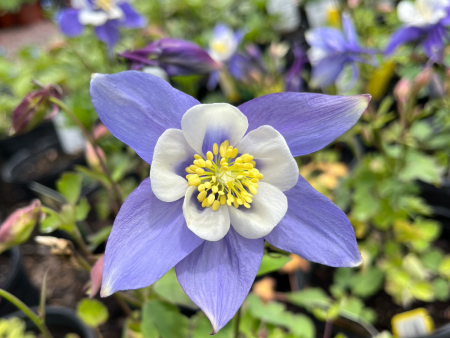 Columbine Earlybird Blue-White | Aquilegia Supply