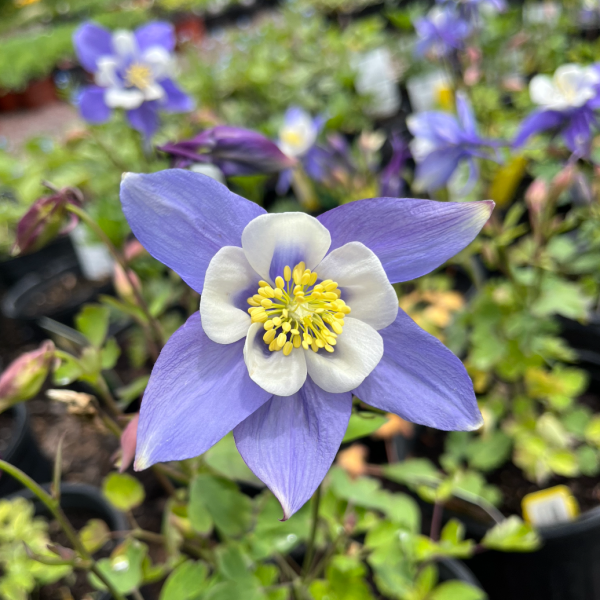 Columbine Earlybird Blue-White | Aquilegia Supply