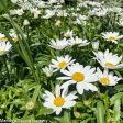 Snowcap Shasta Daisy | Leucanthemum  Snowcap  Sale