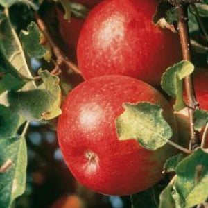 Bare Root- Cortland Apple | Malus sp.  Cortland  Online