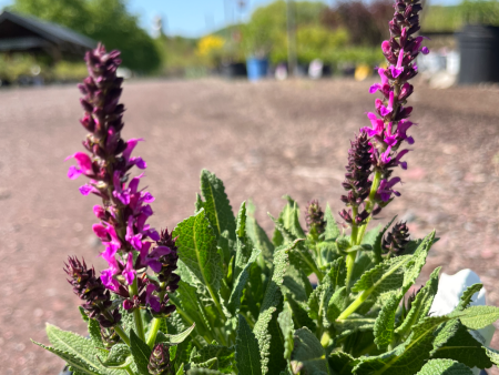 Apex Pink Meadow Sage | Salvia nemorosa Supply