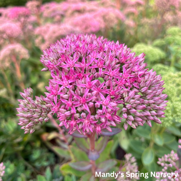 Carl Stonecrop | Sedum Supply