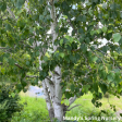 Paper Birch Birch | Betula papyrifera  Paper Birch  For Sale