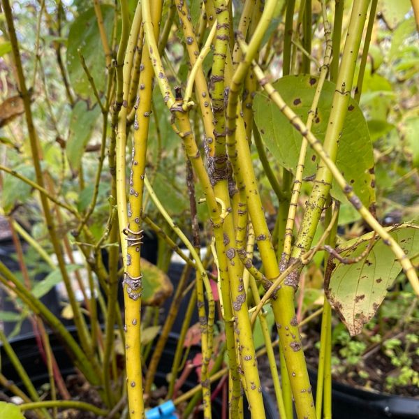 Yellow Twig Dogwood | Cornus sericea Supply