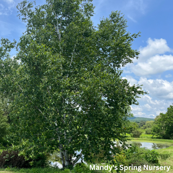 Paper Birch Birch | Betula papyrifera  Paper Birch  For Sale