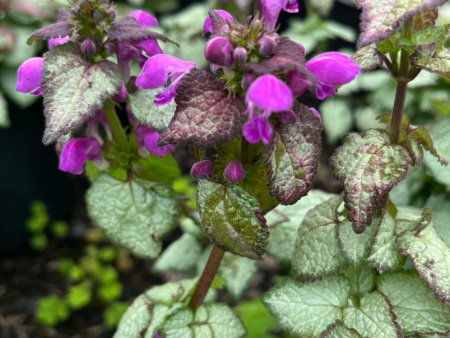 Purple Dragon Spotted Dead Nettle | Lamium maculatum Online now